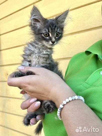 Котенок девочка в добрые руки