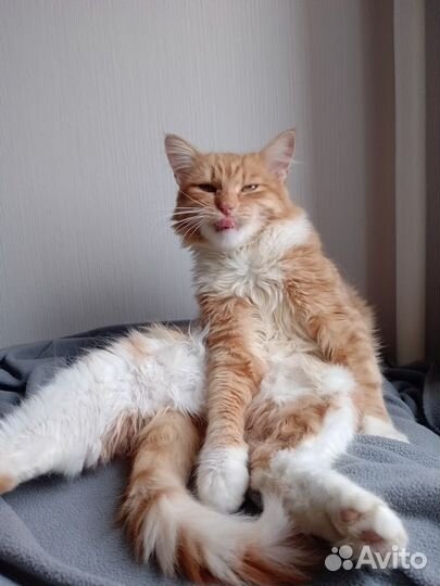 Лучезарный котик ищет семью