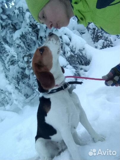 Выгул собак