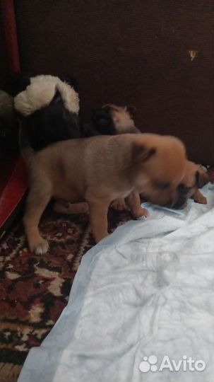 Щенки русской той терьера