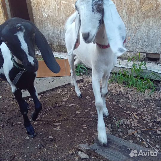 Козочки биталки и нубийки