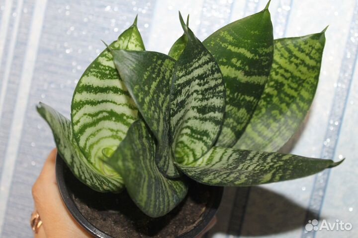 Сансевиерия Ханни крем и другие