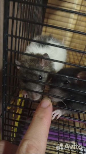 Крысята с клеткой