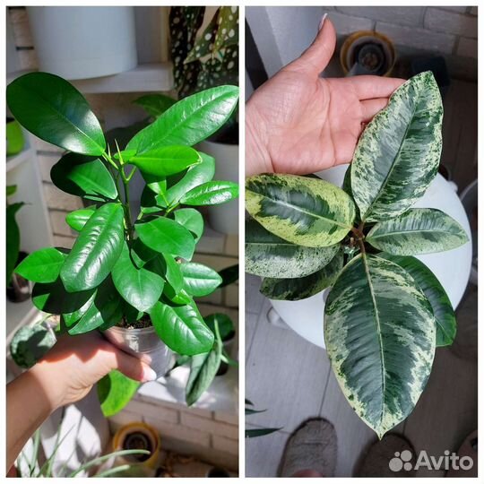 Фикус Шривериана и Мокламе