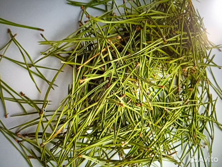 Хвоя сосны - свежий сбор
