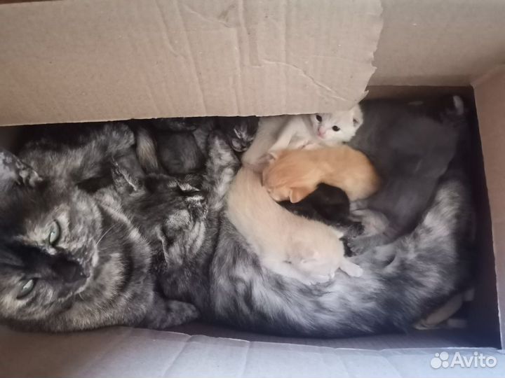 Котята в добрые руки