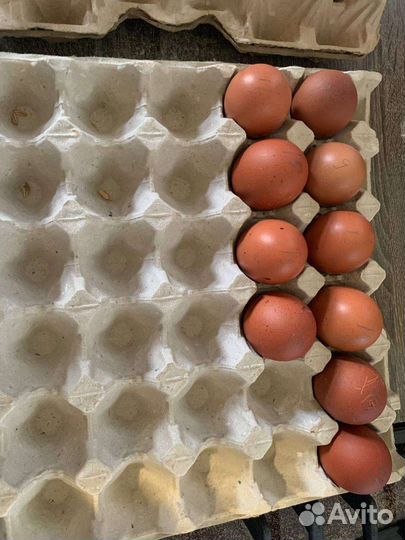 Инкубационные яйцо породистых кур, цыплята