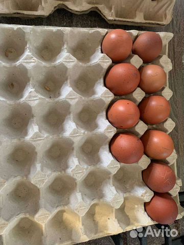 Инкубационные яйцо породистых кур, цыплята