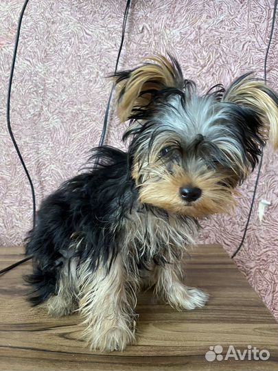 Йоркширский терьер