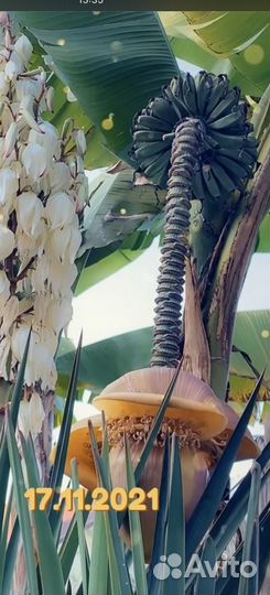 Банановая пальма