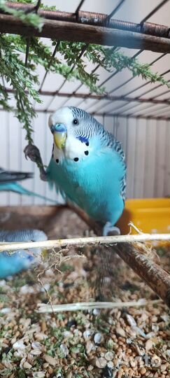 Попугай волнистые неразлучники кореллы