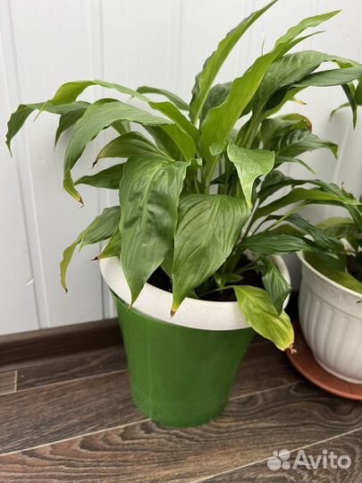 Спатифиллум