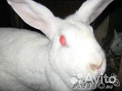 Кролики мясных пород
