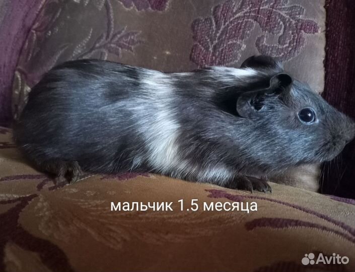 Морская свинка