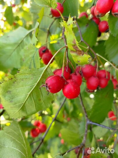 Боярышник ягоды