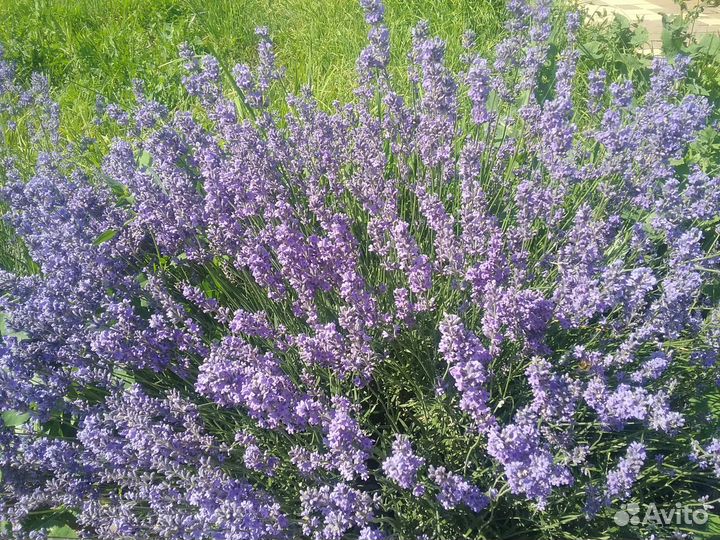 Лаванда сухоцвет
