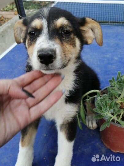 Собака,щенок,девочка в добрые руки