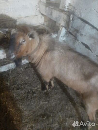 Глубоко сукотные Козы чешские