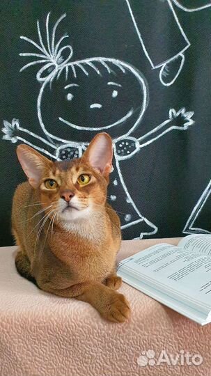 Кот Чемпион