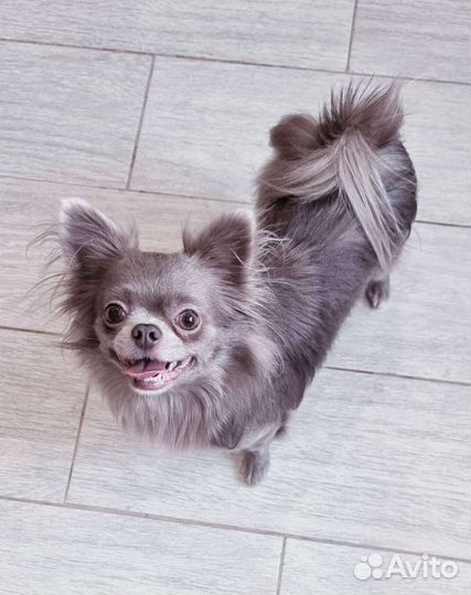 Чихуахуа мальчик в семью