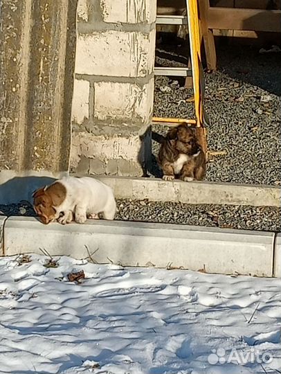 Домашние животные