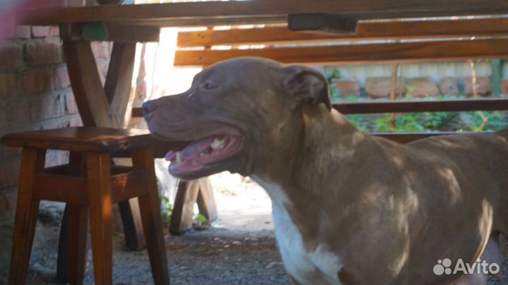 Щенки питбуля