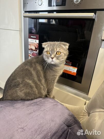 Шотландская вислоухая