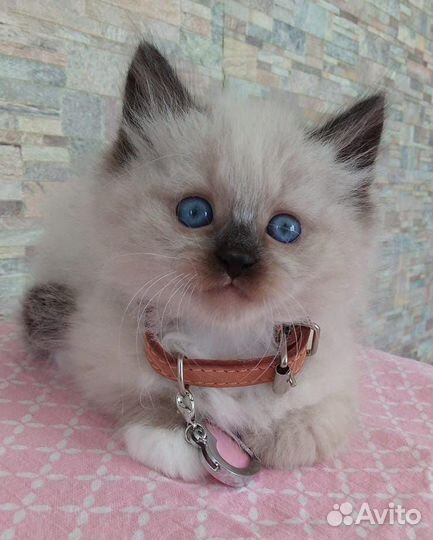 Невские маскарадные котята