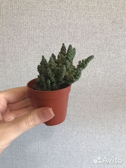 Кактус цереус перуанский