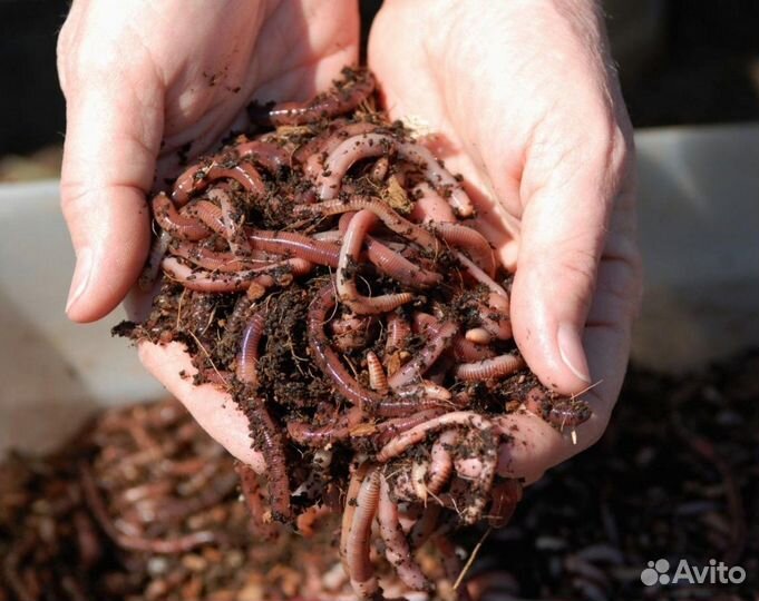 Калифорнийские черви