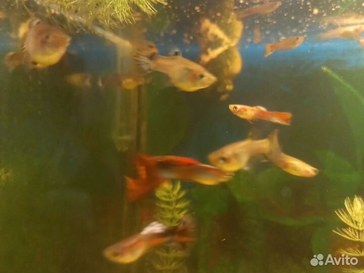 Рыбки гуппи
