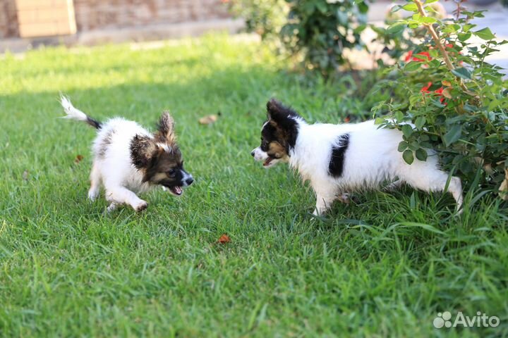 Щенки папийона