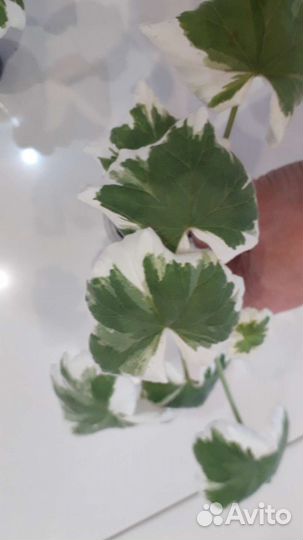 Пеларгония сортовая пестролистная продажа/обмен