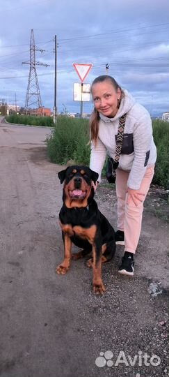 Вязка ротвейлера