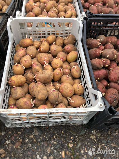 Семенной картофель