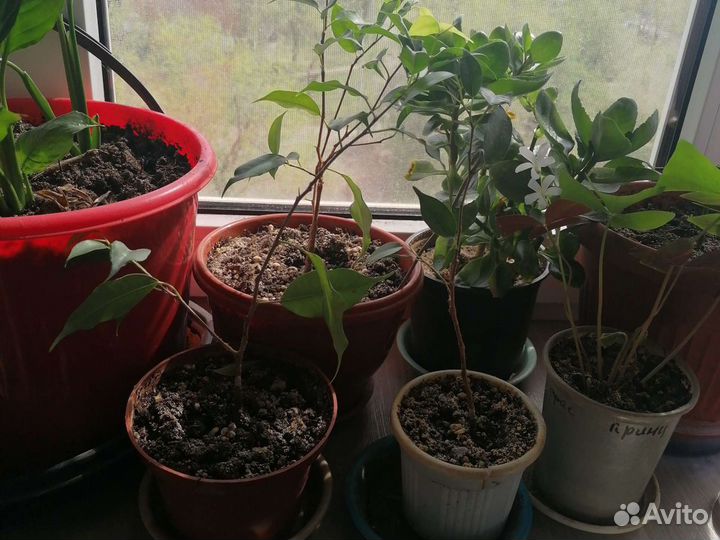 Кактусы, фикус бенжамина и цветы