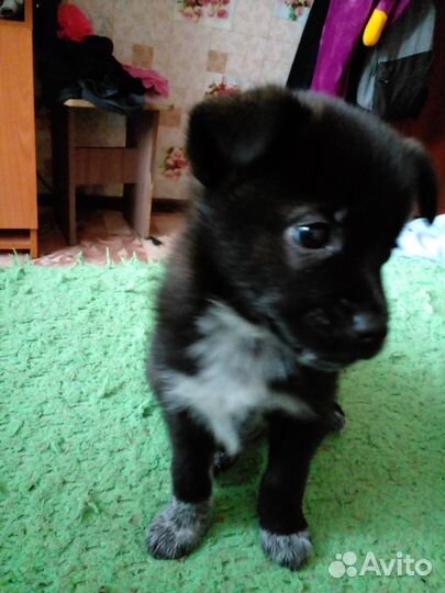 Маленькая собака в добрые руки