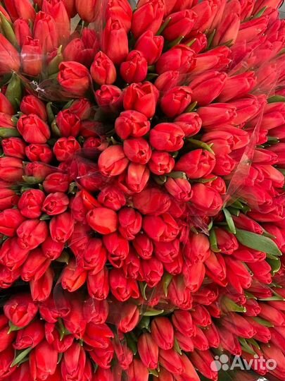 Тюльпаны - цветы оптом и в розницу