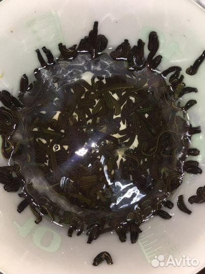 Пиявки медицинские и косметические с биофабрики