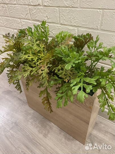 Кашпо перегородка с растениями