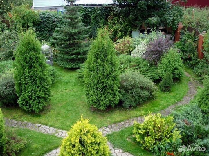 Туя екстра класса