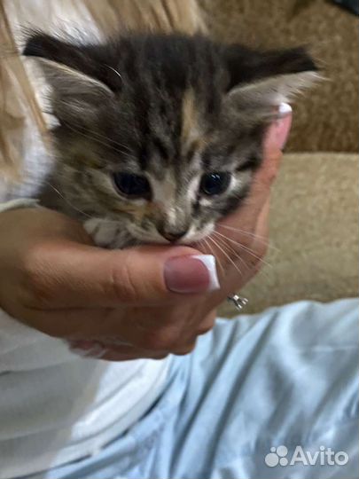 Котята в добрые руки бесплатно