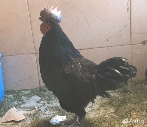 Петух ухейилюй