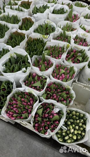 Тюльпаны оптом на 7 и 8 марта