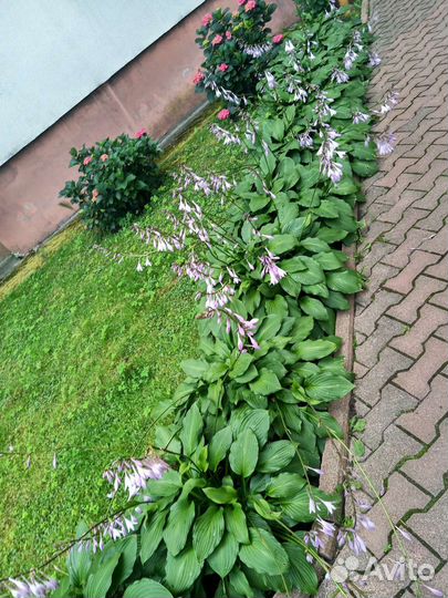 Хоста, очиток, хризантема желтая и другие