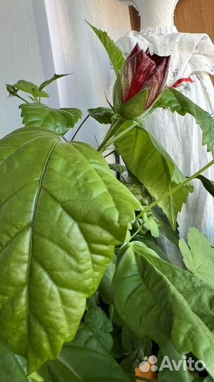 Комнатные цветы