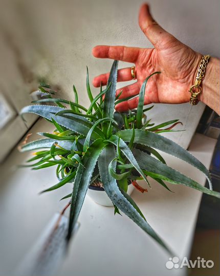 Коллекционные алоэ