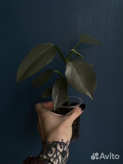 Сциндапсус / Хастатум / Сноу квин