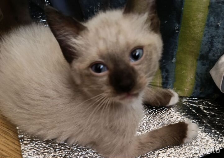 Тайские котята