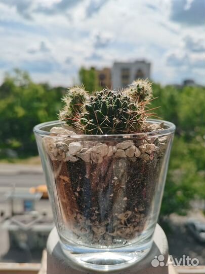 Мини флорариумы